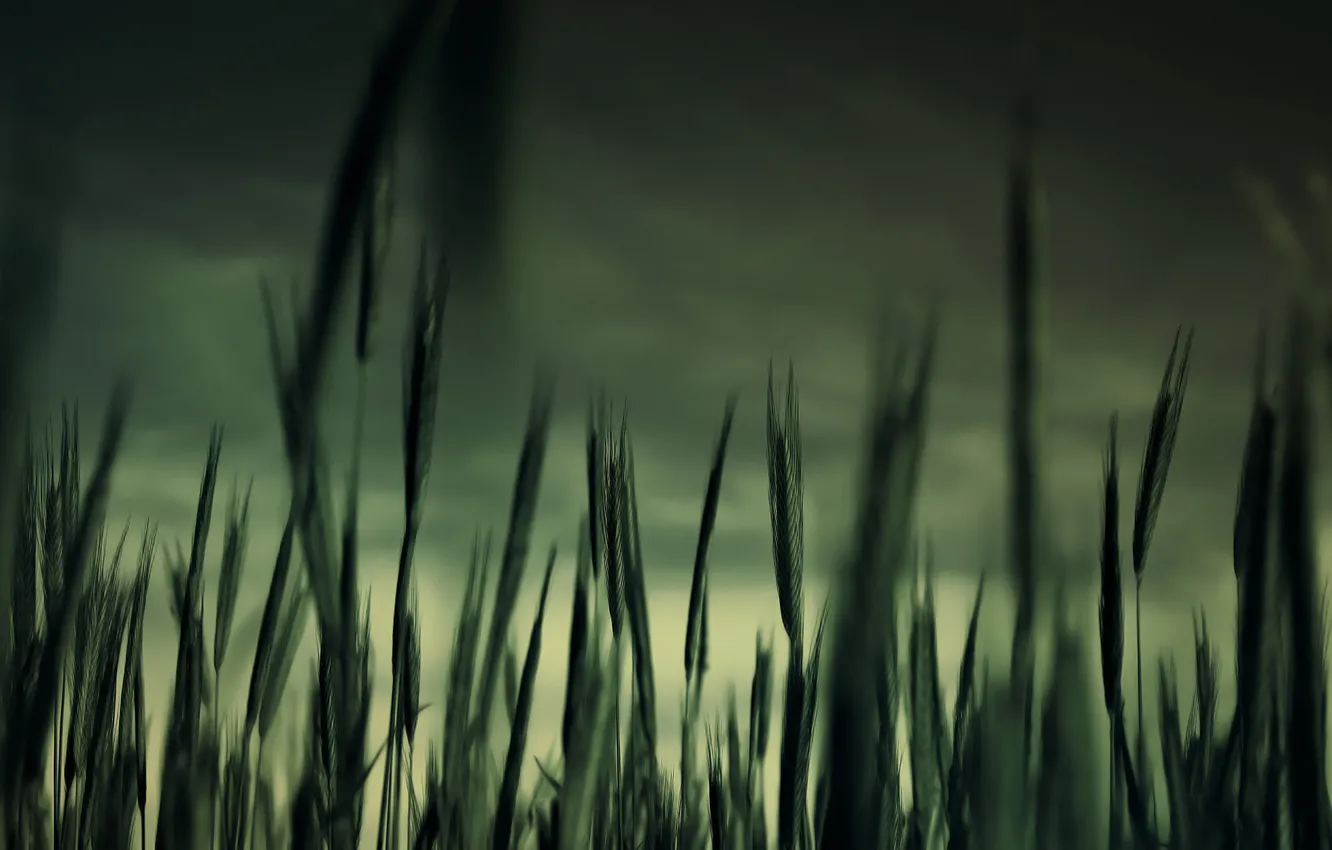 Photo wallpaper grass, macro, twilight