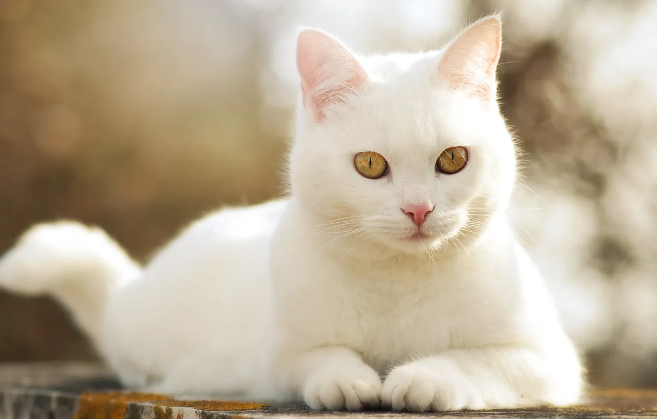 Photo wallpaper cat, white, cat, white