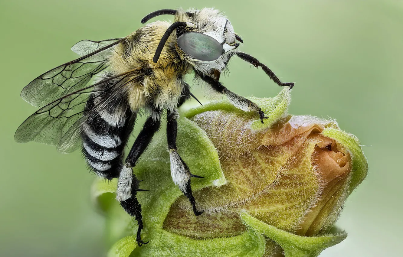 Photo wallpaper macro, bee, Bud, insect