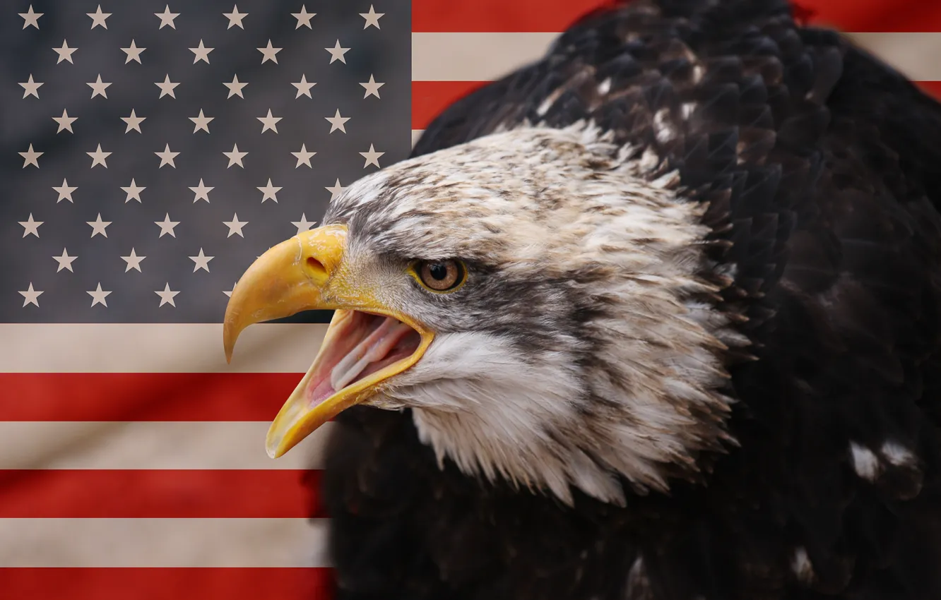 Photo wallpaper Eagle, bird, American Eagle