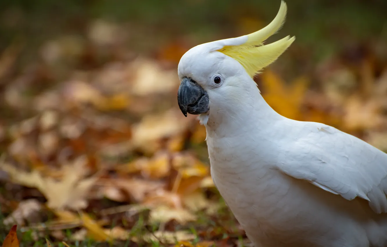 Photo wallpaper autumn, parrot, crest, Fleur Walton, white parrot