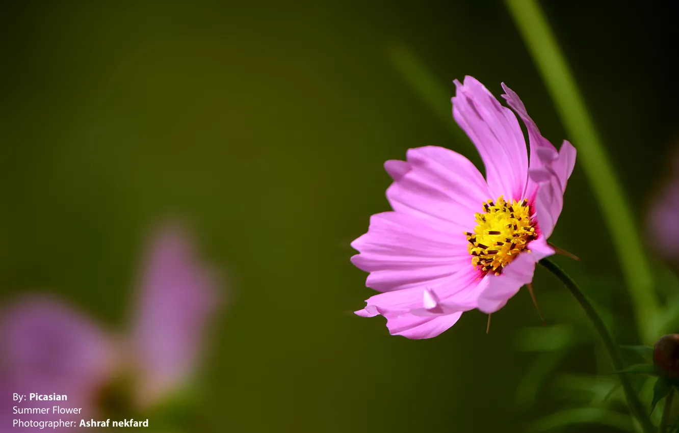 Photo wallpaper flower, pink, macro, focus, summer flower, purple, blurred, picasian