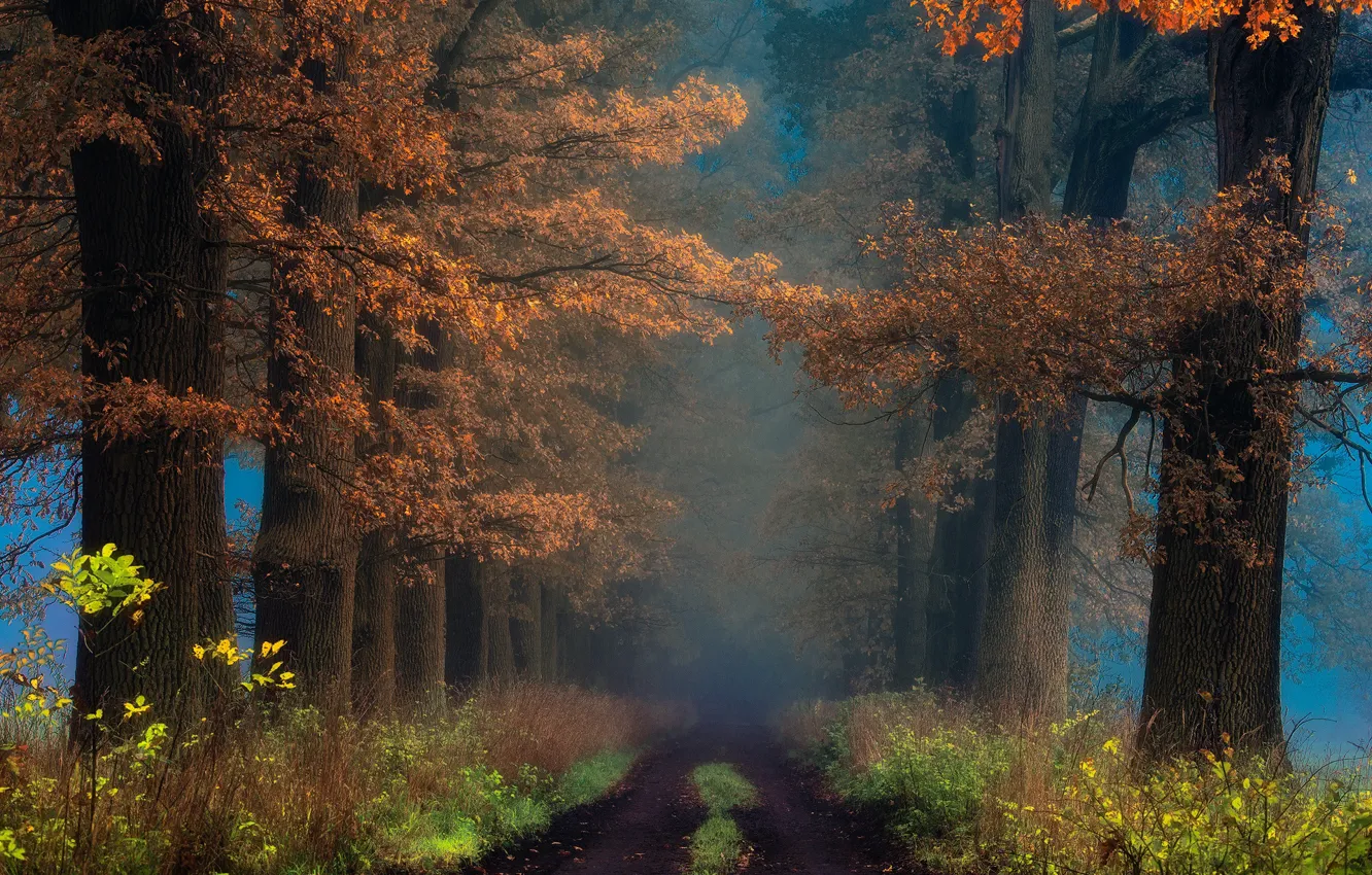 Photo wallpaper Janek Sedlar, Autumn Park, the road into the distance