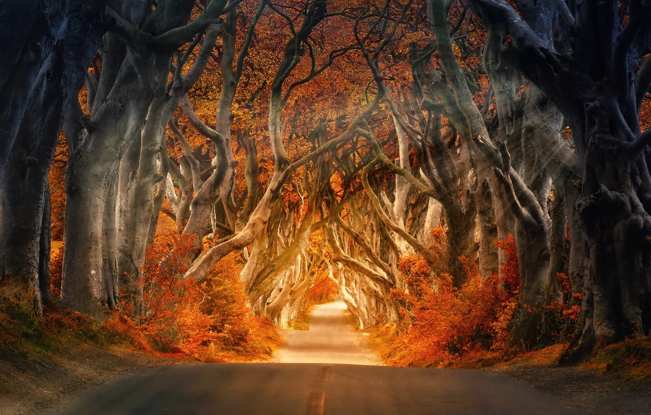 Photo wallpaper Nature, Road, Autumn, Trees, Forest, Light, The way, Rays