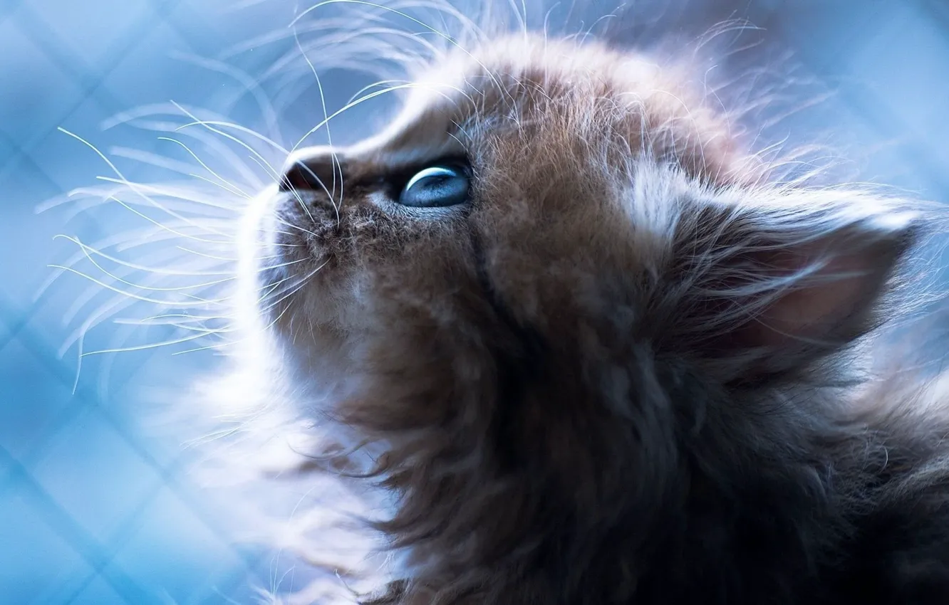 Photo wallpaper cat, blue eyes, Kitten, animal, sweet, blue background, portrait, mustache
