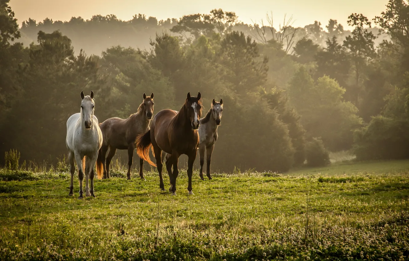 Photo wallpaper field, nature, horse