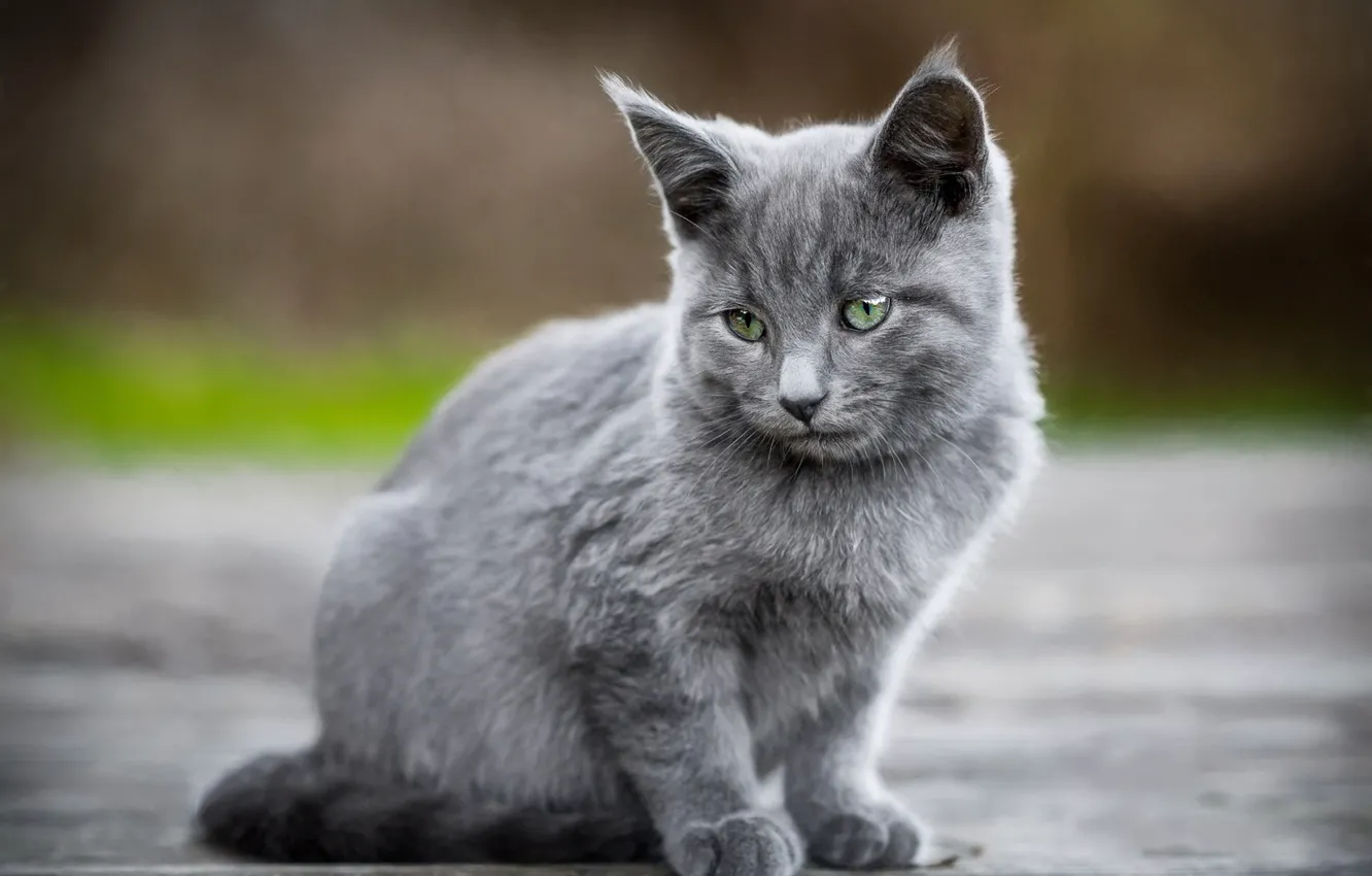 Photo wallpaper road, cat, look, grey, background, kitty, sitting, smoky