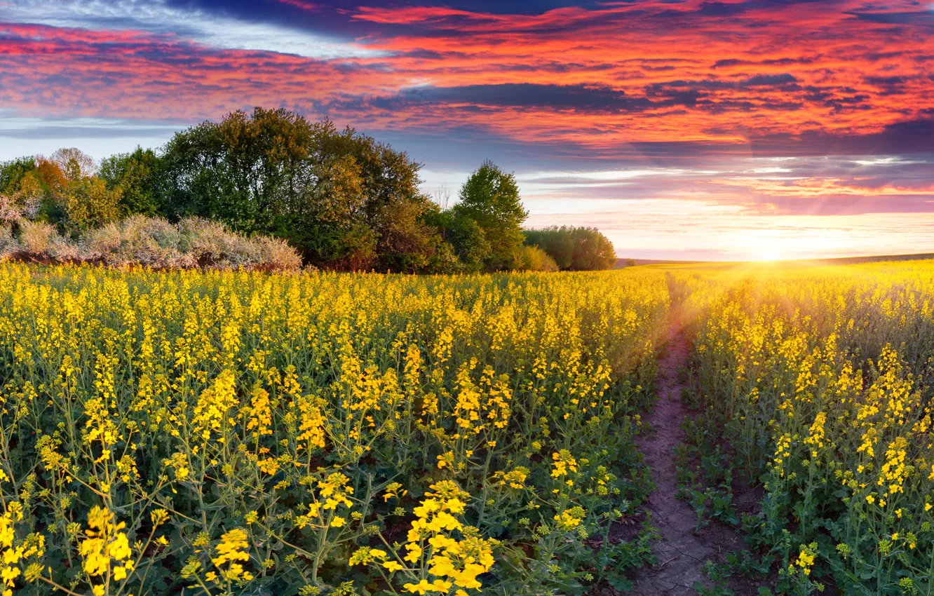 Photo wallpaper road, field, sunset, flowers, landscape, nature