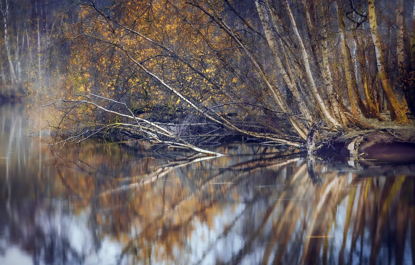 Photo wallpaper autumn, forest, lake