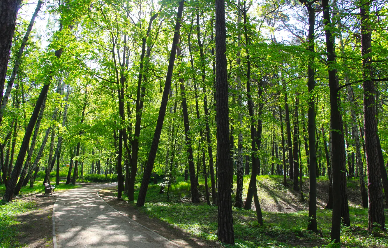 Photo wallpaper park, spring, alley