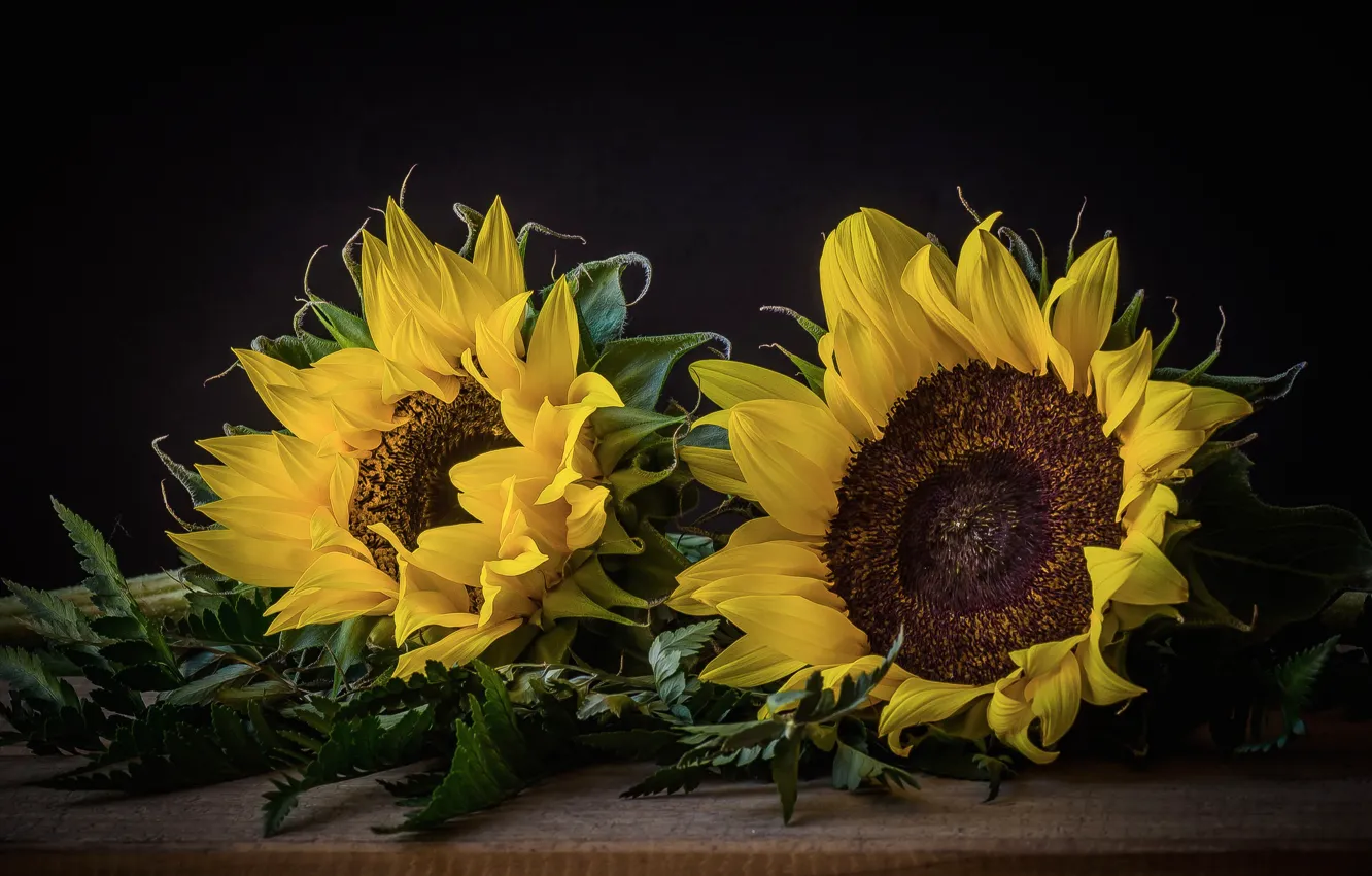 Photo wallpaper macro, sunflower, petals