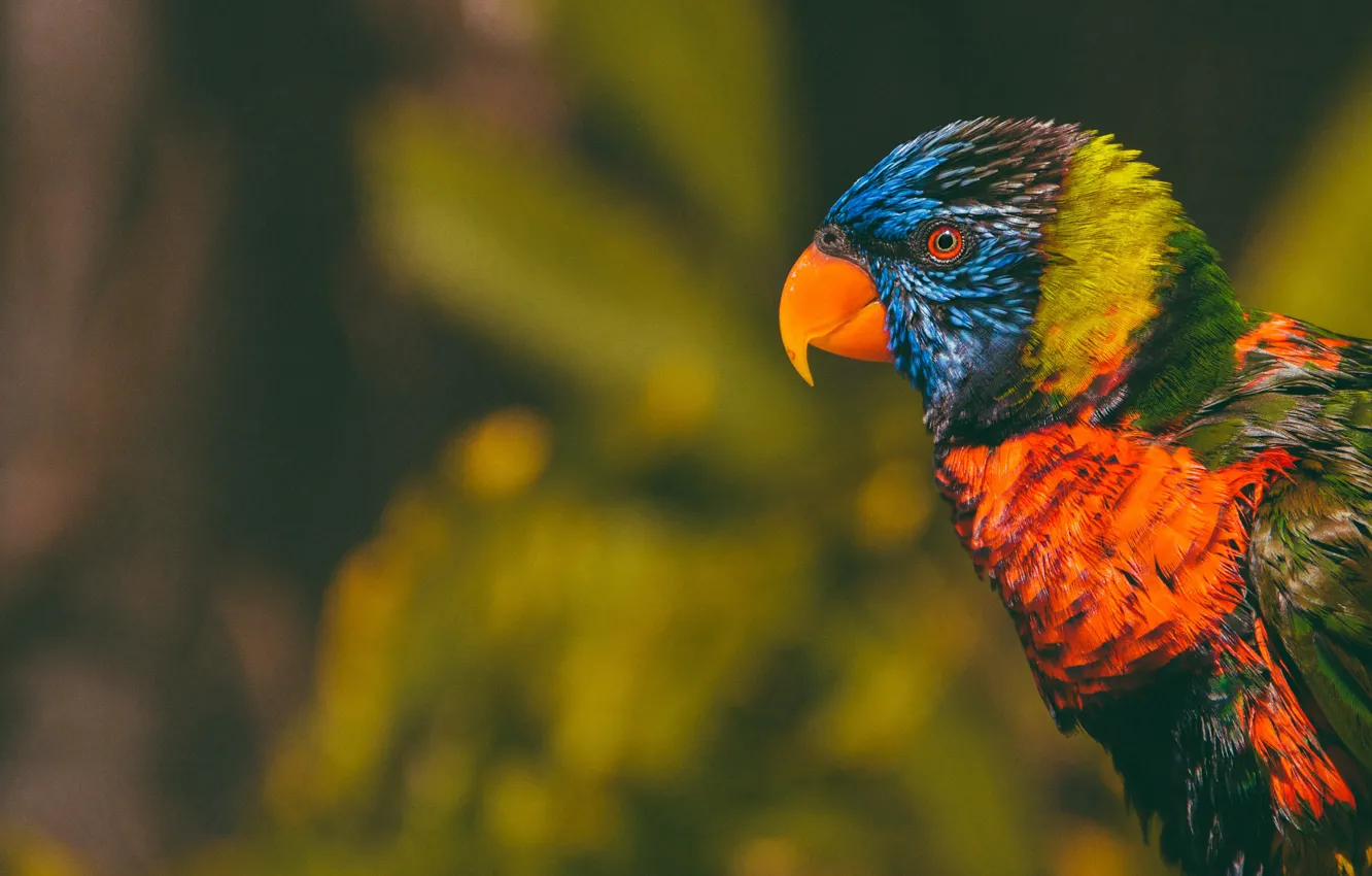 Photo wallpaper look, the dark background, bird, parrot, colorful, bokeh, Lori, bright plumage