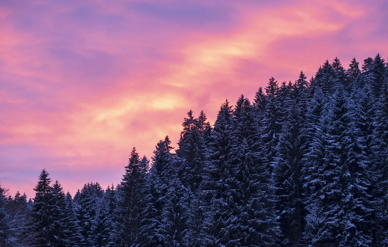 Photo wallpaper winter, forest, the sky, clouds, snow, trees, sunset, nature