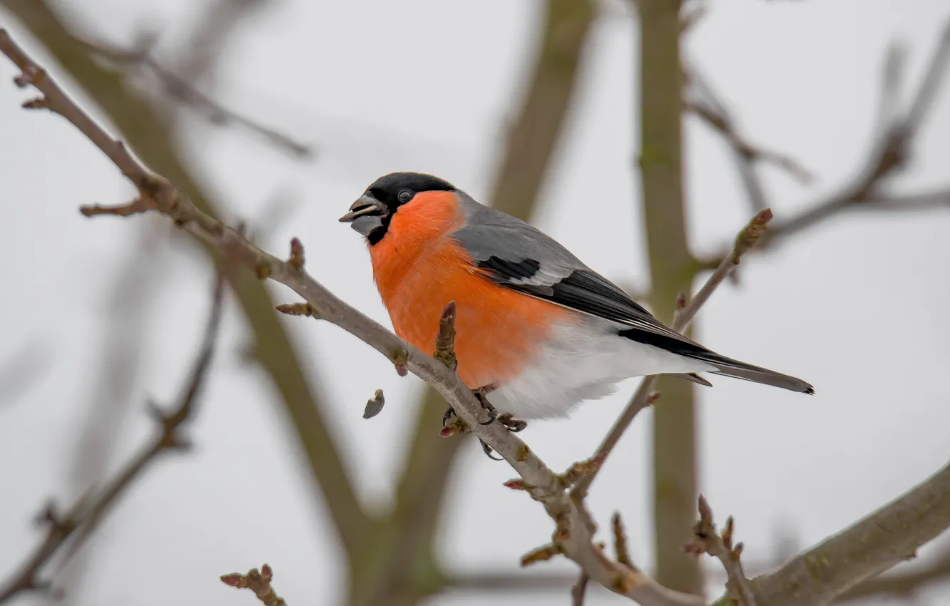 Photo wallpaper winter, nature, bird, bullfinch