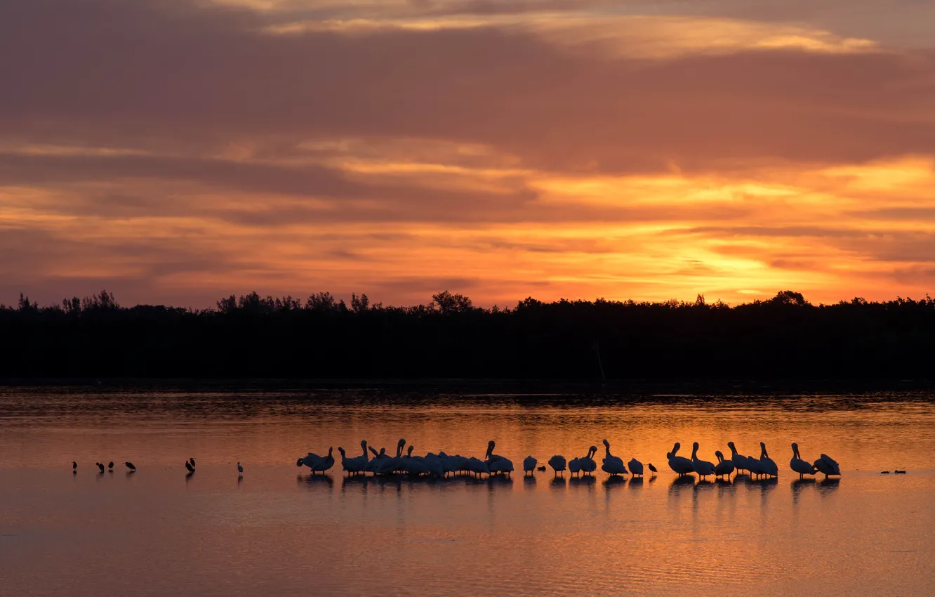 Photo wallpaper forest, the sky, the sun, clouds, light, landscape, sunset, nature