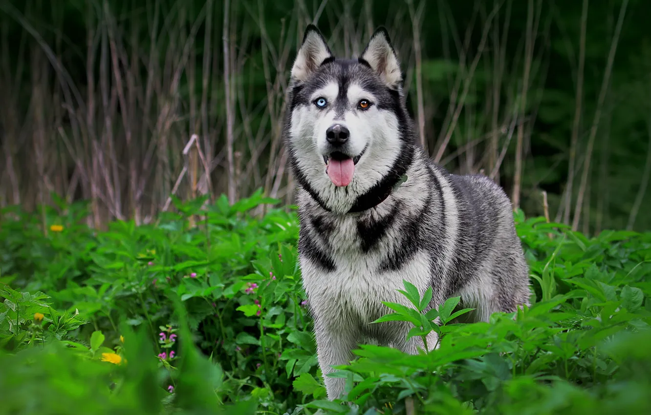 Photo wallpaper nature, dog, husky