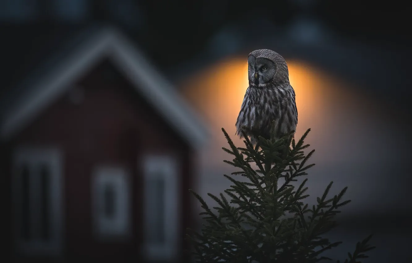 Photo wallpaper light, trees, night, branches, nature, owl, bird, home