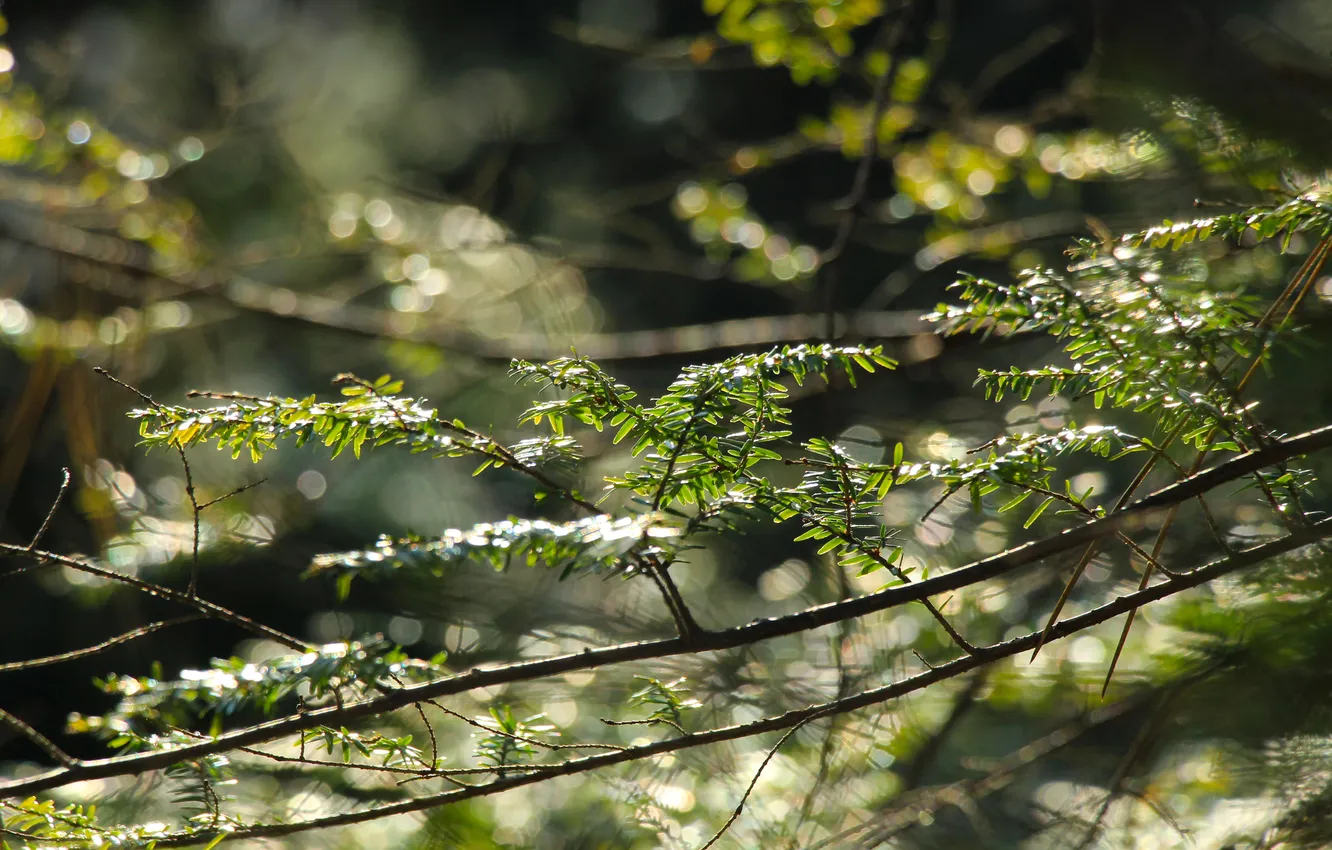 Photo wallpaper green, leafs, twig