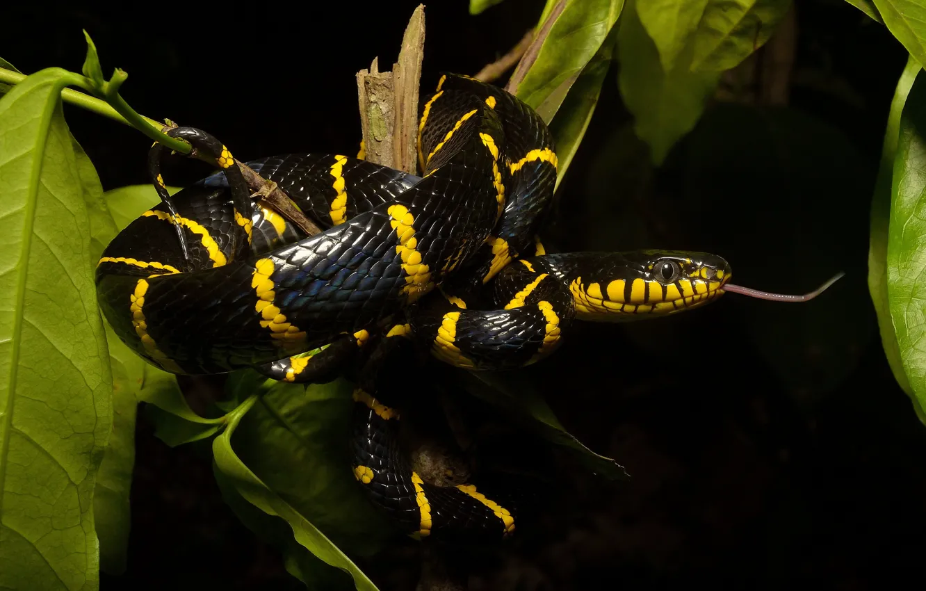 Photo wallpaper black, snake, spotted
