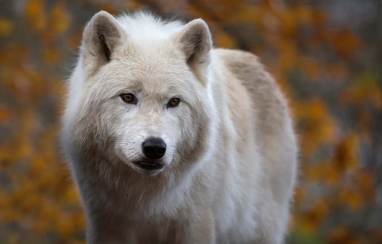 Photo wallpaper look, face, background, wolf, predator, Arctic wolf