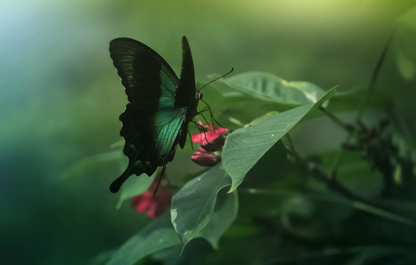 Photo wallpaper butterfly, wings, insect, green