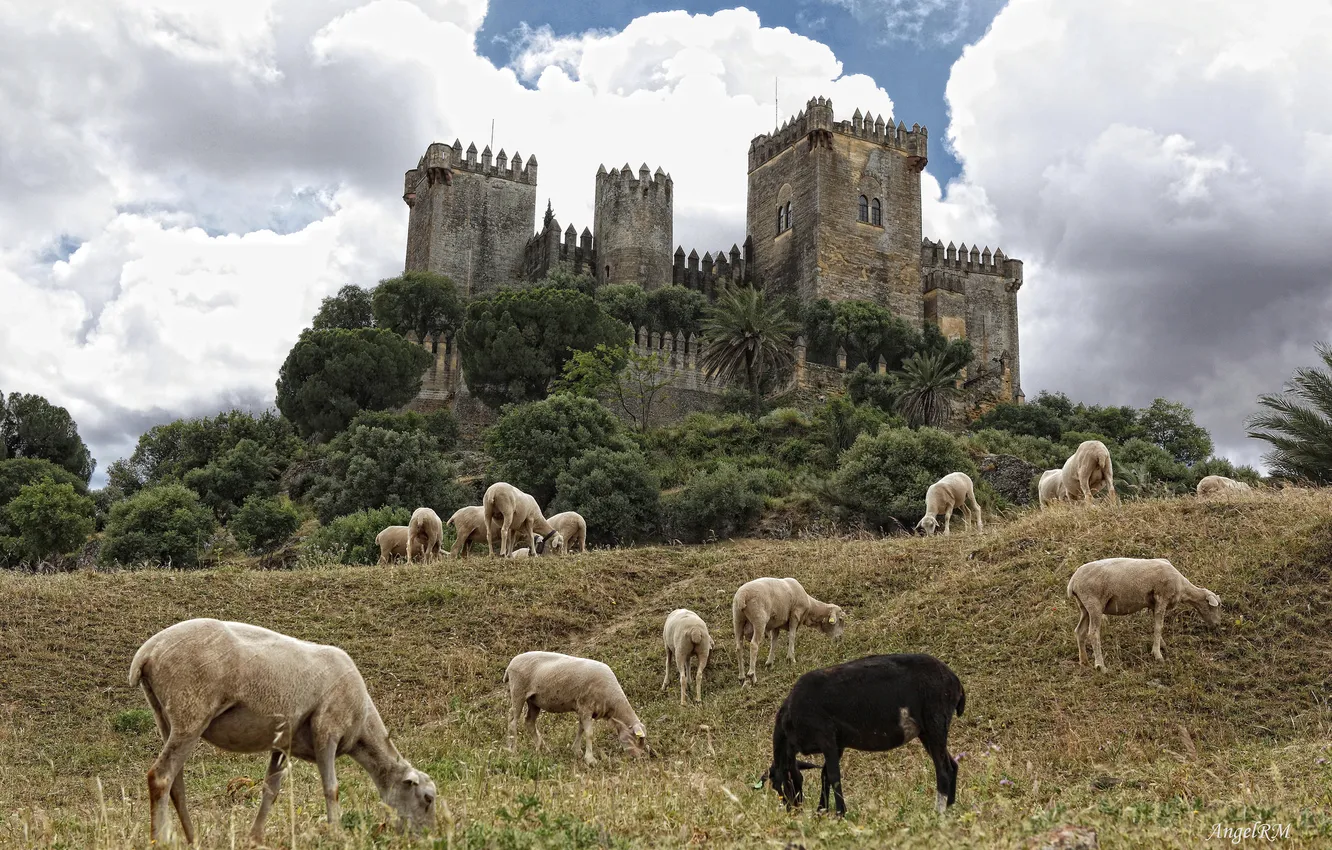 Photo wallpaper sheep, Spain, Spain, Andalusia, Andalusia, Cordoba, Cordoba, Almodovar Castle
