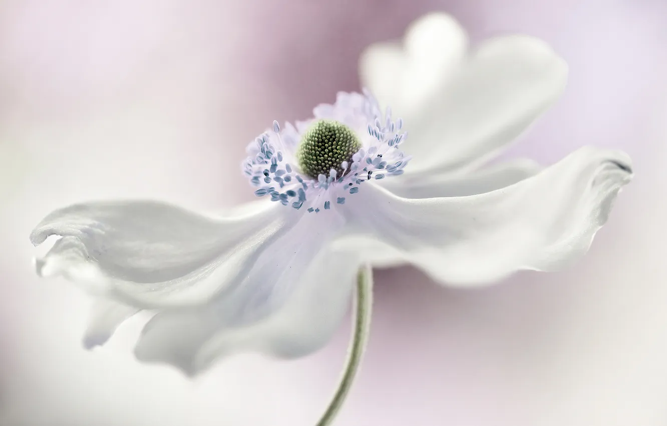 Photo wallpaper white, flower, anemone