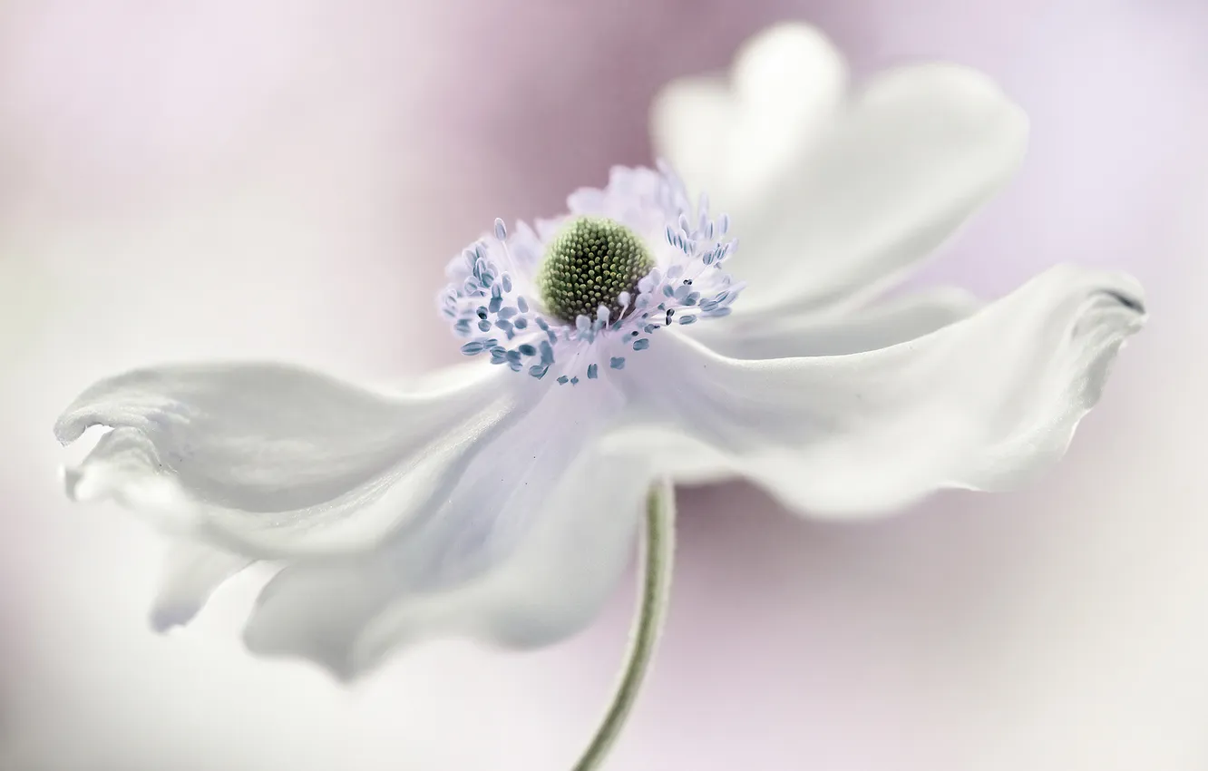Photo wallpaper white, flowers, anemones