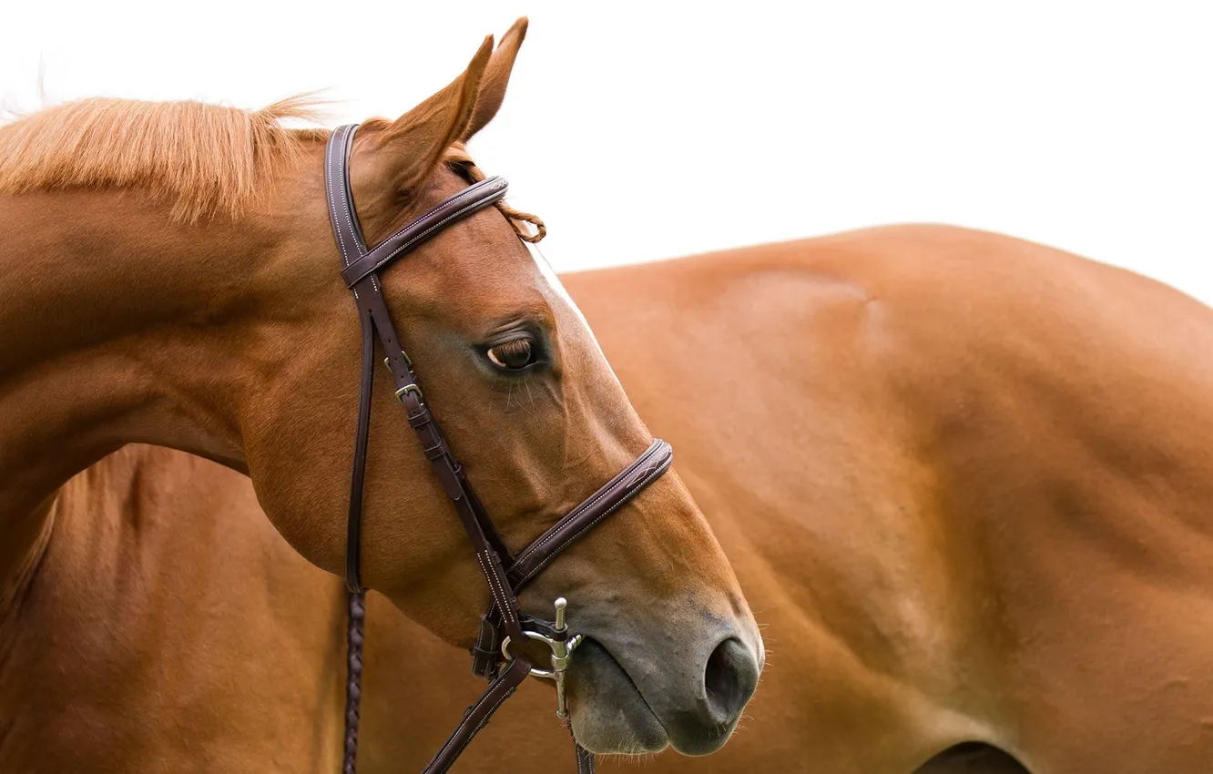 Photo wallpaper face, horse, horse, head, mane, profile, bridle