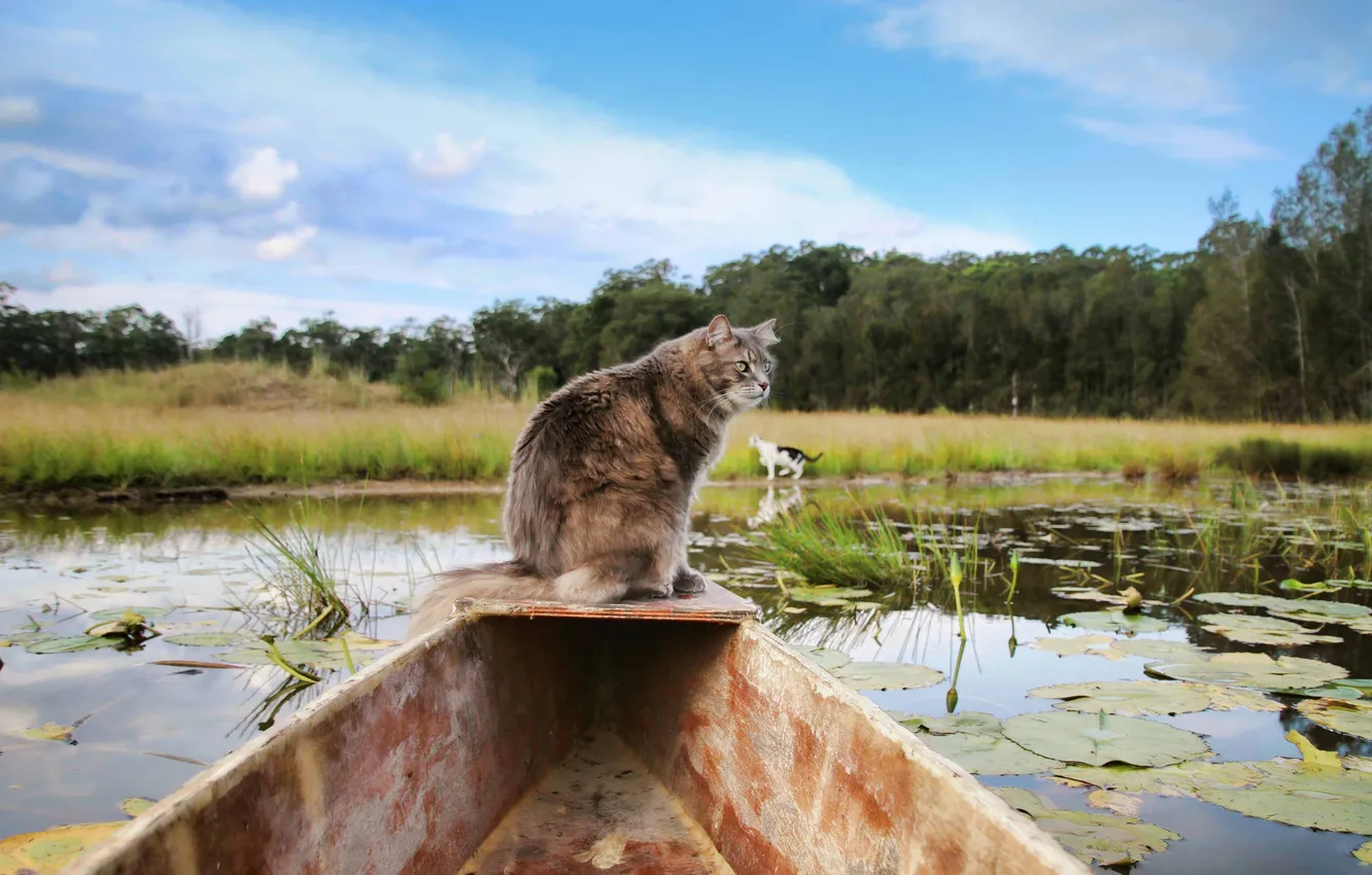Photo wallpaper cat, look, nature, boat