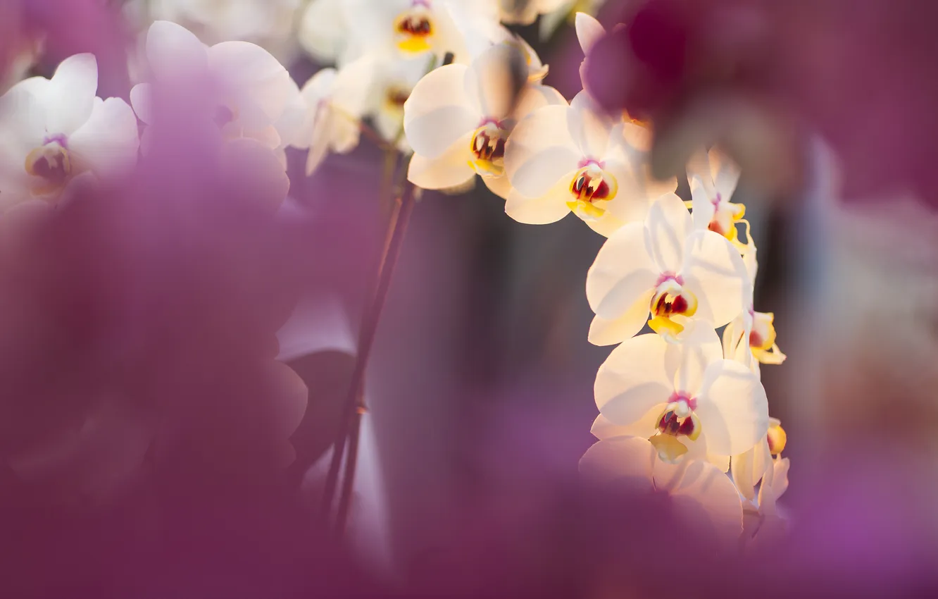 Photo wallpaper flowers, focus, branch, Orchid, falinopsis