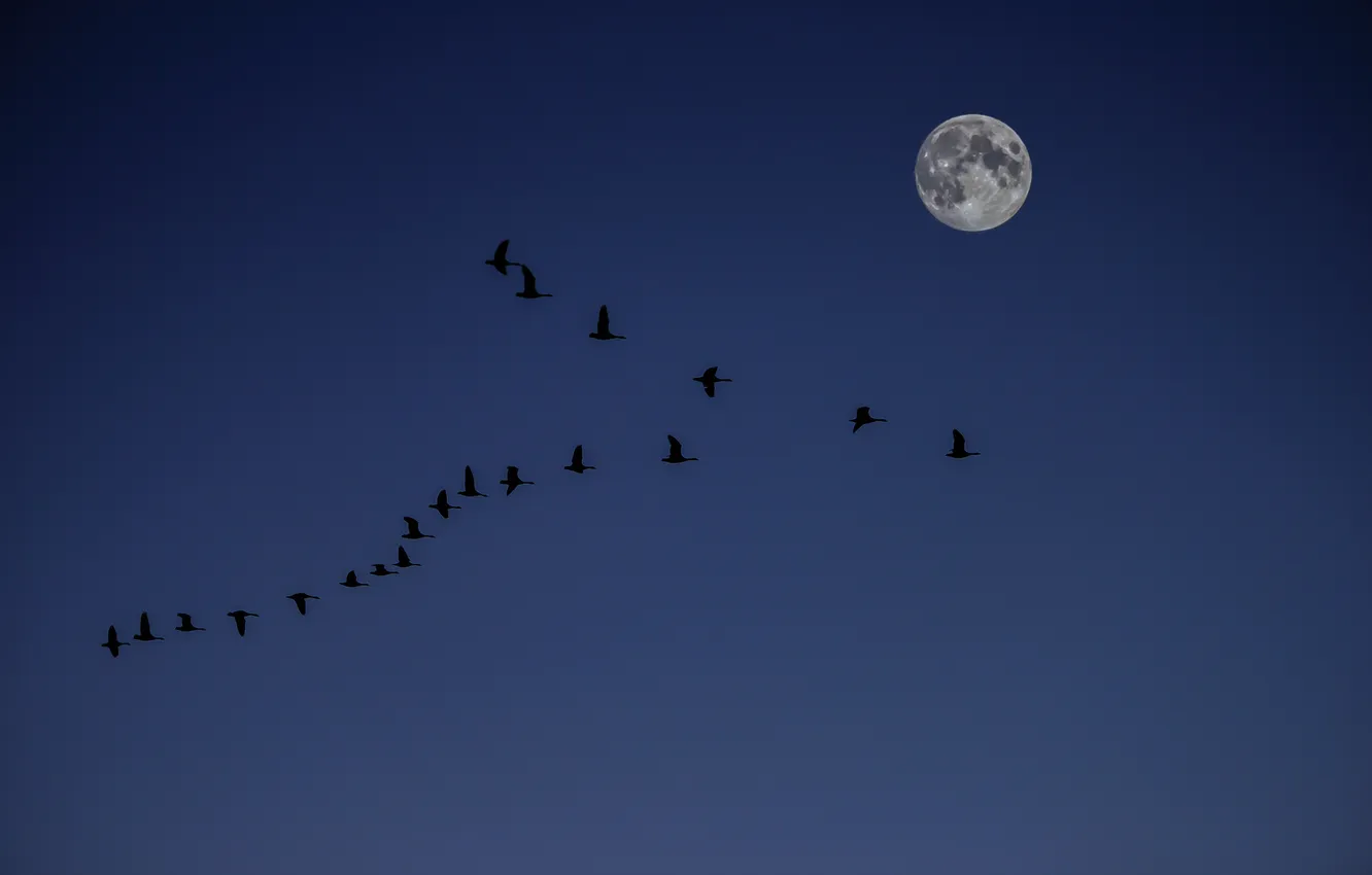 Photo wallpaper the sky, the moon, duck