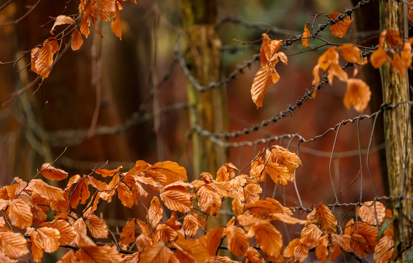 Photo wallpaper autumn, leaves, the fence