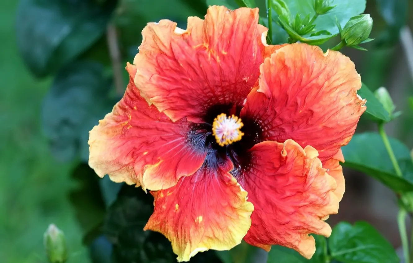 Photo wallpaper flowers, orange, hibiscus