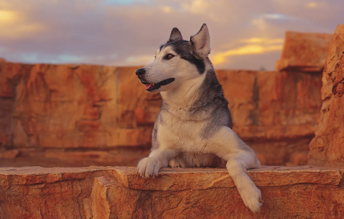 Photo wallpaper portrait, dog, husky
