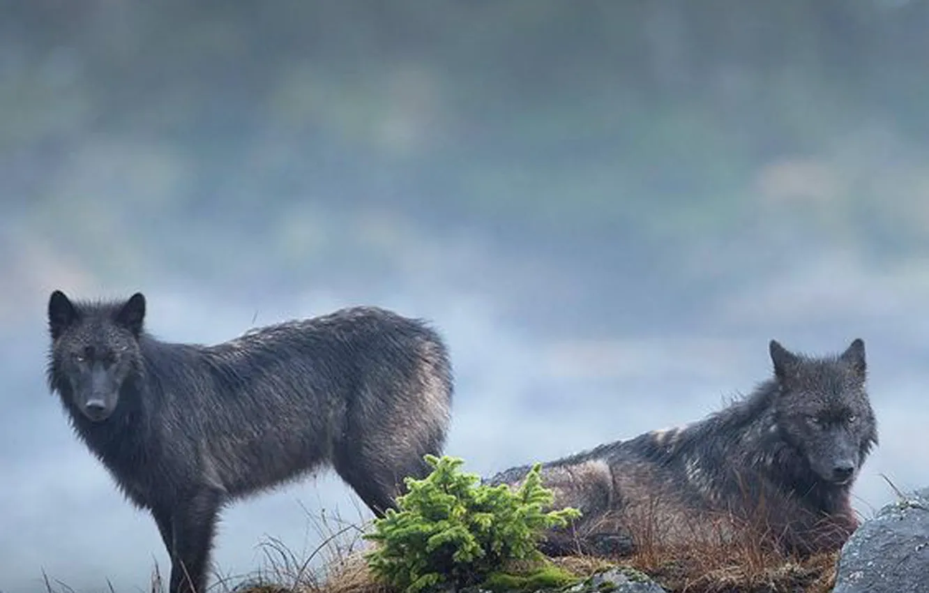 Photo wallpaper Predator, nature, animal, wolf, canis lupus, wildlife, portrait., k wolves