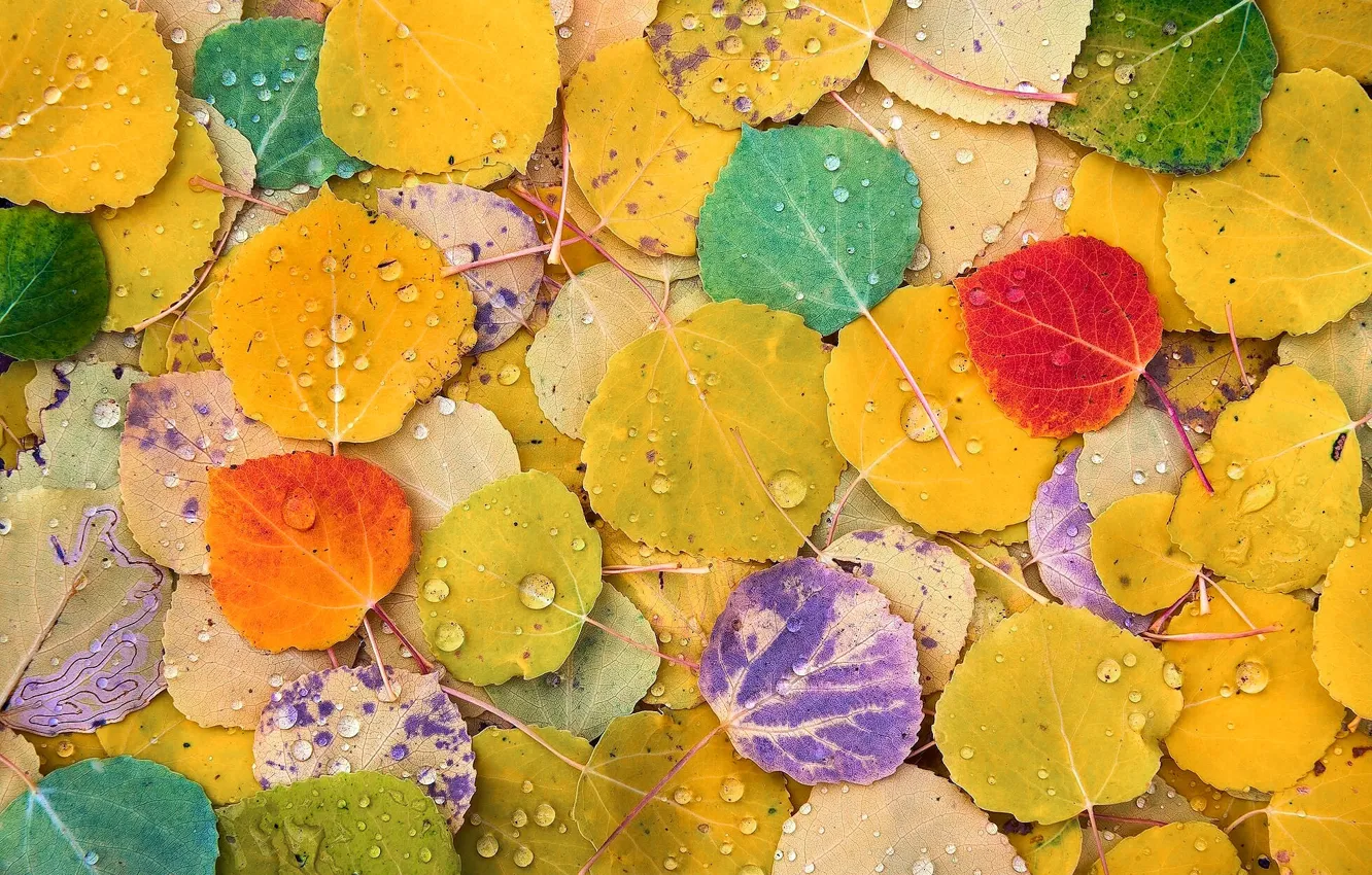 Photo wallpaper autumn, color, macro, foliage, poplar