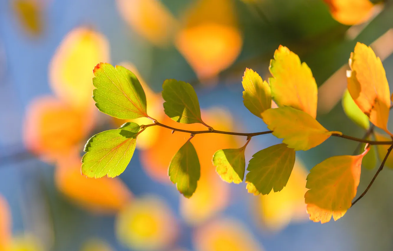 Photo wallpaper autumn, leaves, macro, branch, bokeh