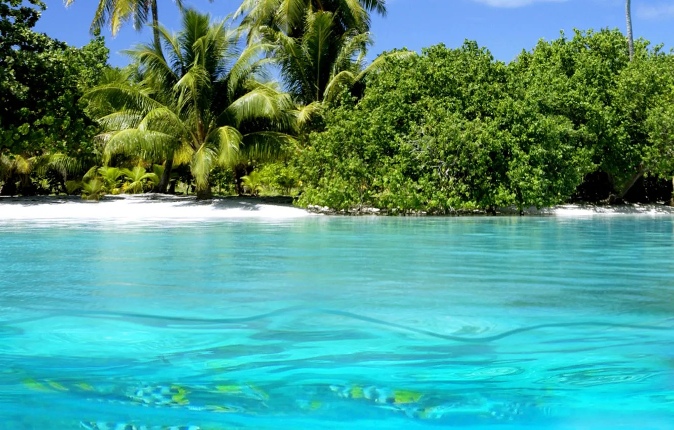 Photo wallpaper water, nature, palm trees, the ocean, shore