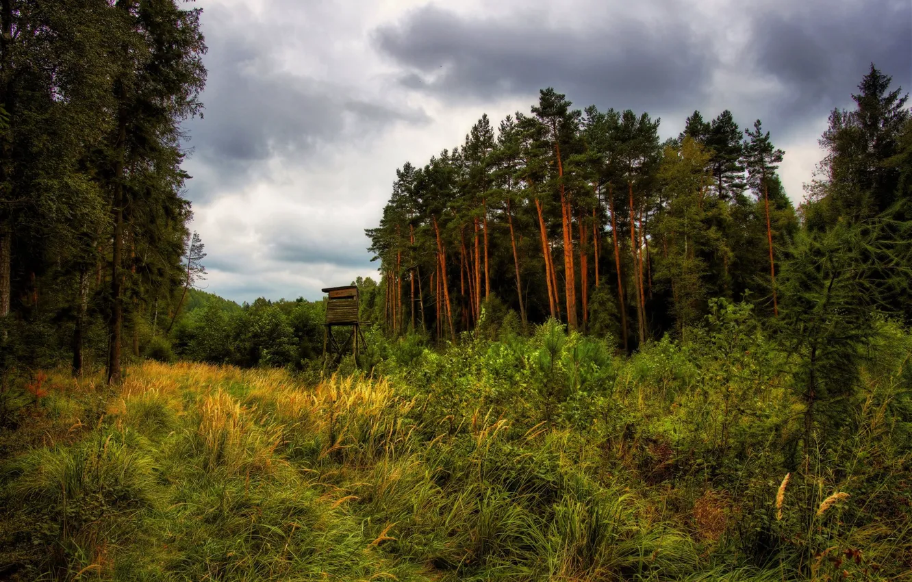 Photo wallpaper forest, grass, landscape, nature
