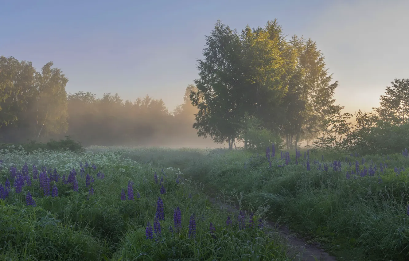 Wallpaper field forest fog lupins for mobile and desktop section пейзажи resolution