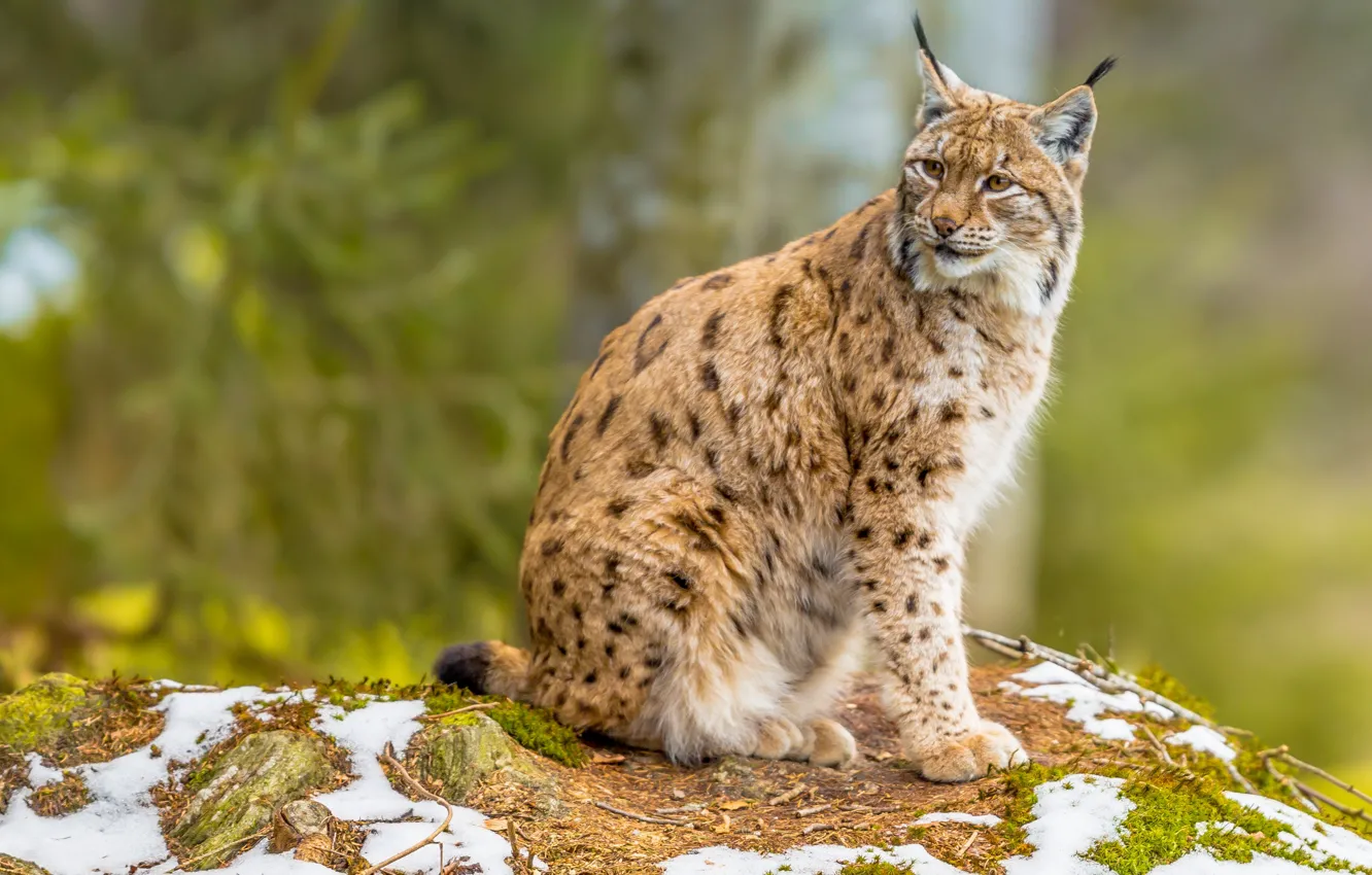 Photo wallpaper nature, lynx, sitting