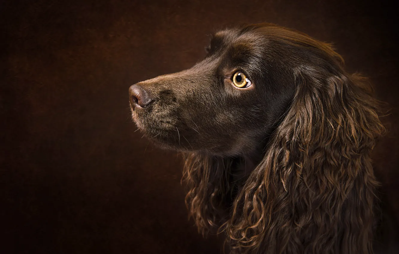 Photo wallpaper look, pose, portrait, dog, profile, face, brown, brown background