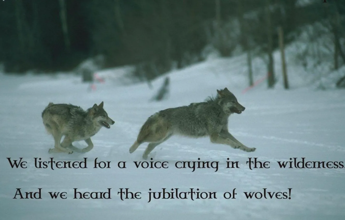 Photo wallpaper Predator, nature, animal, wolf, wildlife, portrait, portrait., Canis lupus. face