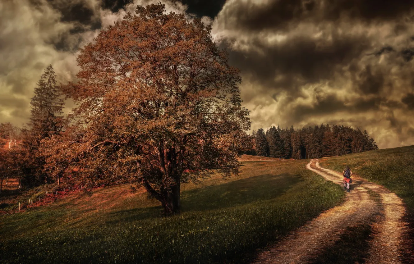Photo wallpaper road, trees, landscape