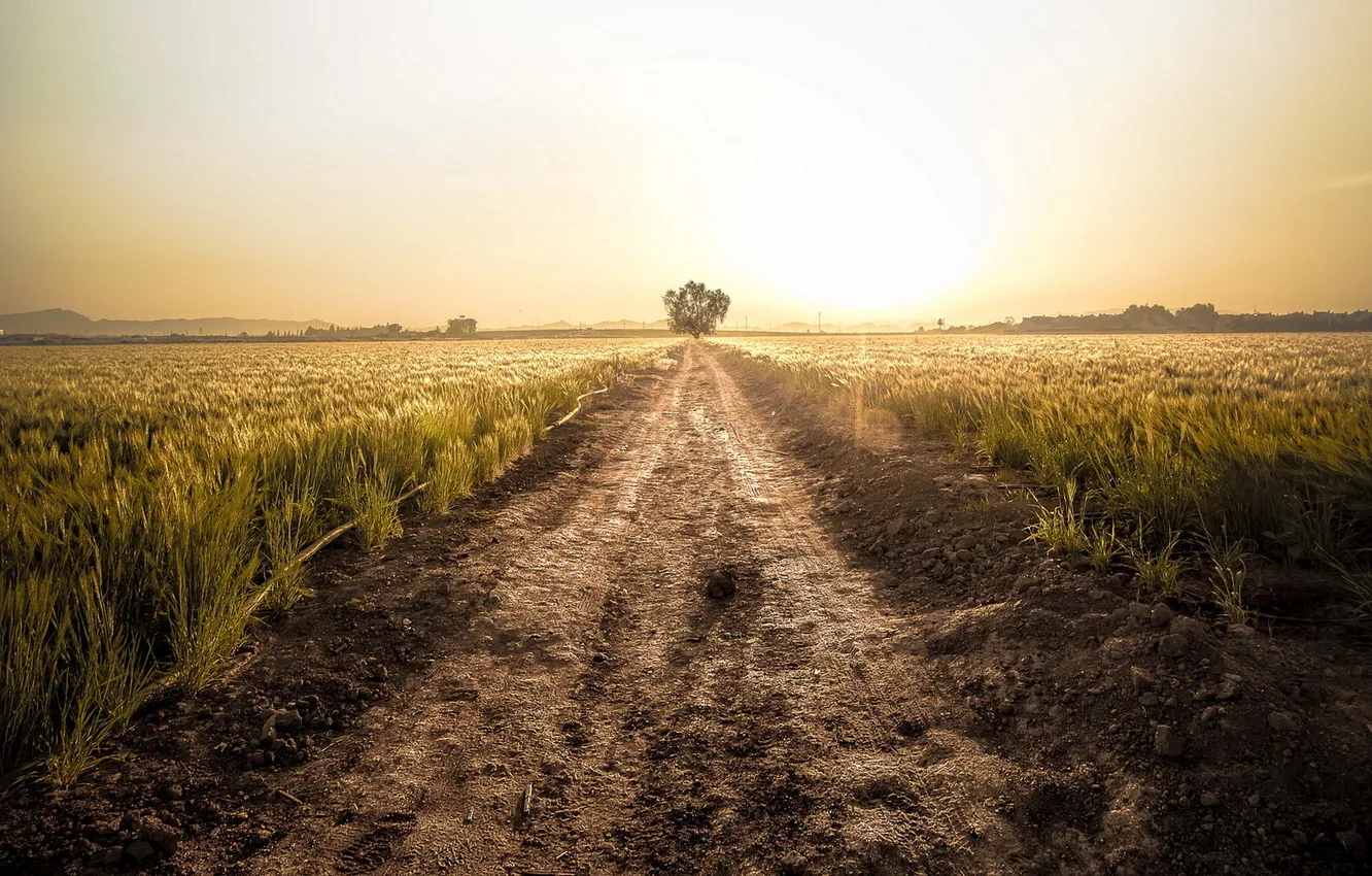 Photo wallpaper road, field, landscape, sunset