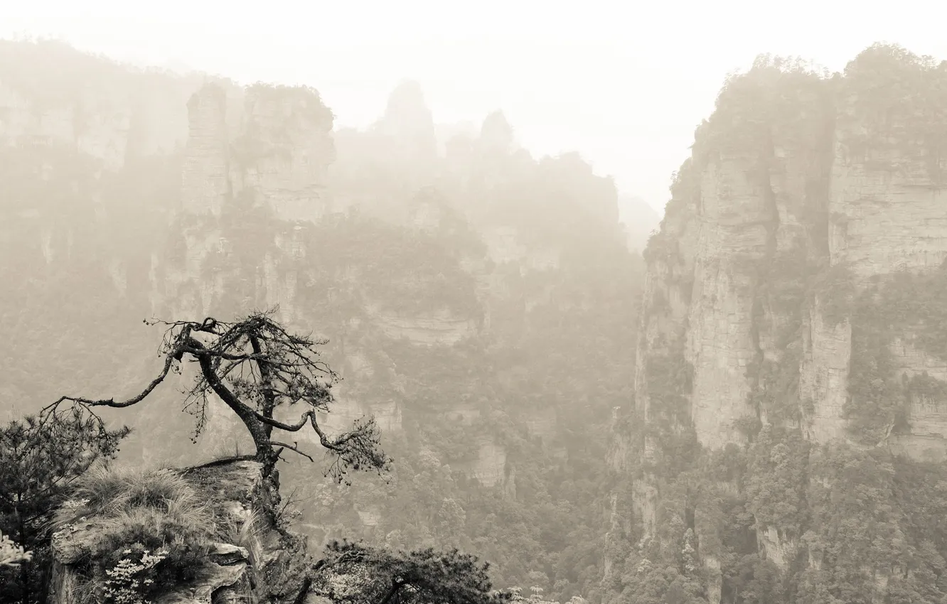 Photo wallpaper trees, mountains, rocks, vegetation, China