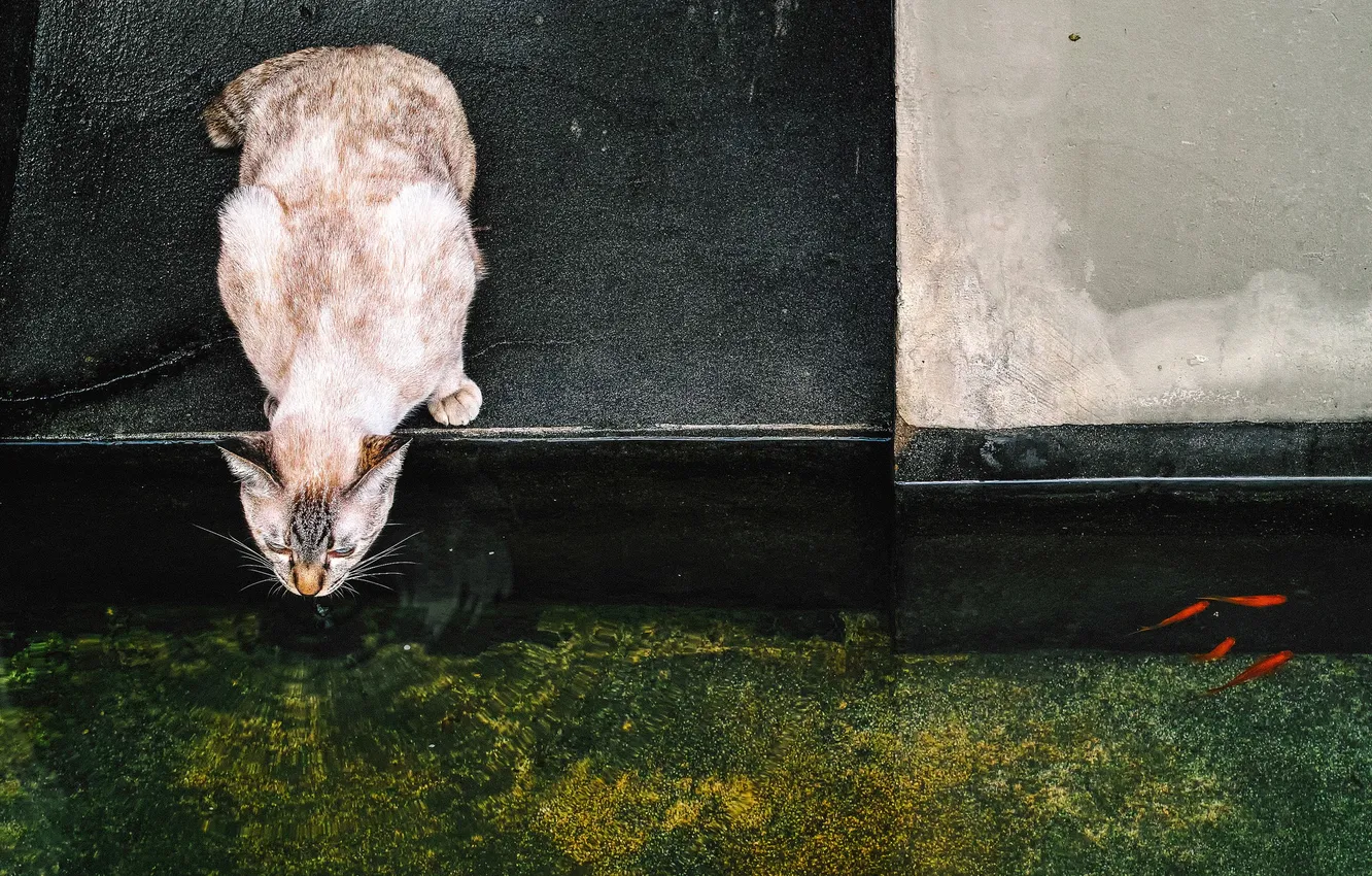 Photo wallpaper cat, water, fish, Koshak, Tomcat
