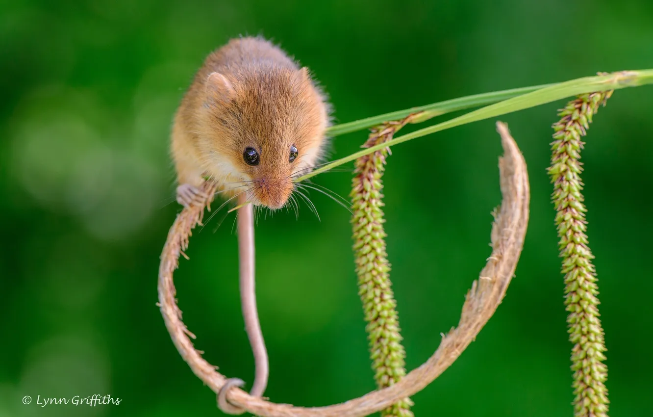 Photo wallpaper mouse, tail, rodent, stem, the mouse is tiny