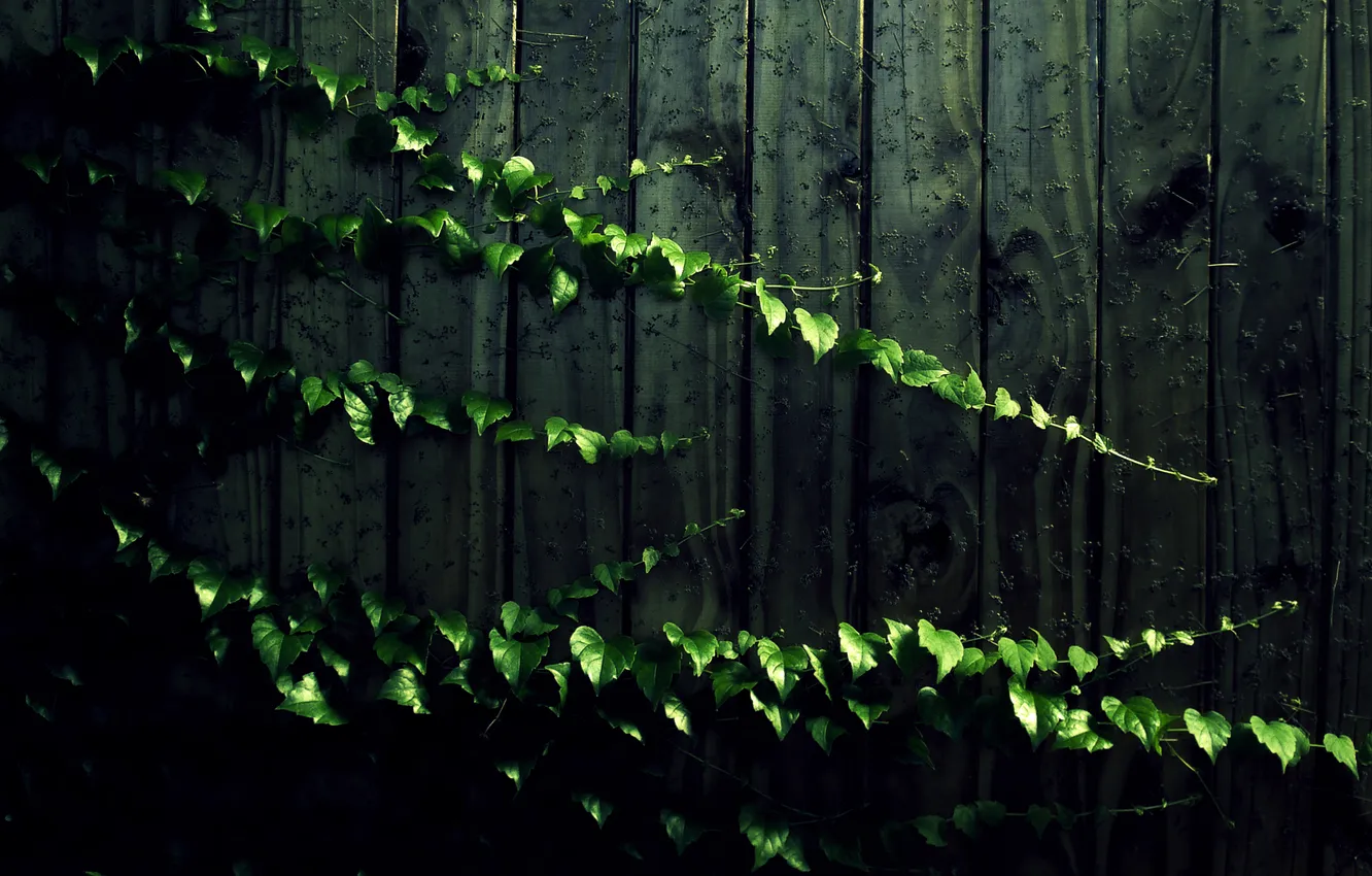 Photo wallpaper wood, plant, dark colors